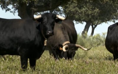 Raza vacuna Avileña-Negra Ibérica