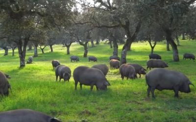 El ácido oleico y el jamón ibérico: orígenes y beneficios