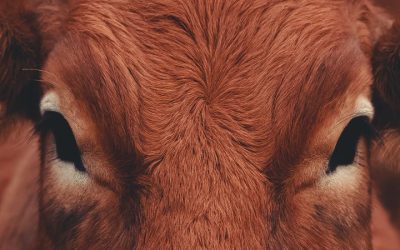 Qué diferencia hay entre la carne de vaca y la de ternera